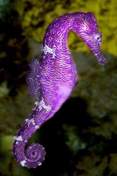 Морские коньки во всей своей красе!