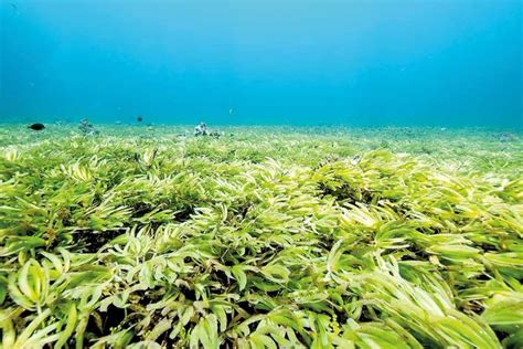 The Unsung And Elusive Protectors Of The Coast Seagrass News Features Daily Mirror