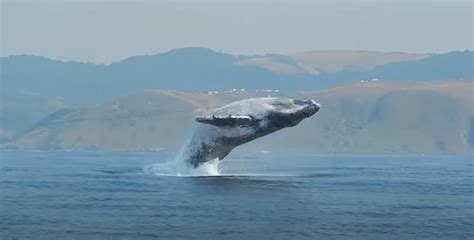 Une Norme Baleine De Tonnes A Compl Tement Saut Hors De L Eau