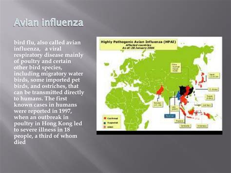 Ppt Bird Flu Powerpoint Presentation Free Download Id 2531073