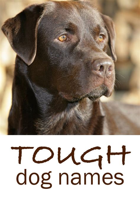 26 Pet Names ideas | pet names, pets, dog names