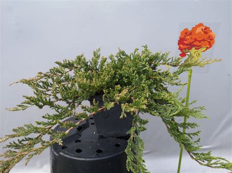 Купить Можжевельник горизонтальный «Принц Уэльский» («Prince of Wales ...