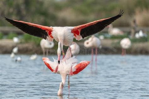 Greater Flamingo Couple Mating in Courtship (Phoenicopterus Roseus) in ...