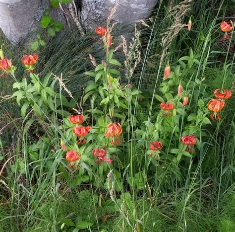 Beautiful native lilies – Leopard Lilies. – Mendonoma Sightings