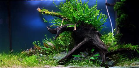 Layout 34 Tropica Tropica Aquarium Plants