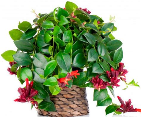 Эсхинантус: уход в домашних условиях, пересадка и размножение, виды