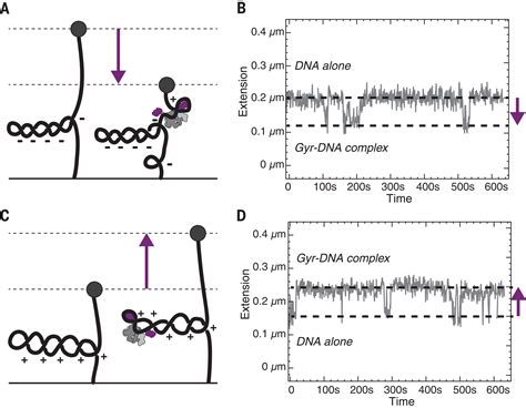 Structural Basis Of Dna Crossover Capture By Escherichia Coli Dna