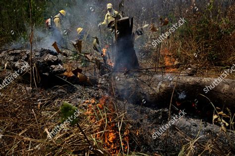 firefighters work put  forest fires editorial stock photo stock