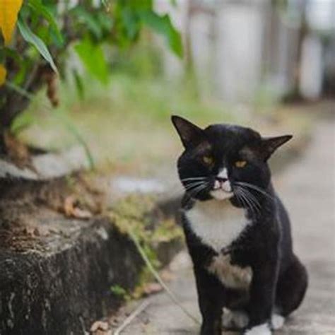 sudden death  cats diy seattle