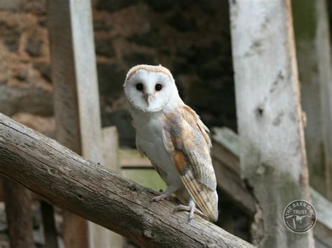 Barn Owls In Their Habitat The Barn Owl Trust