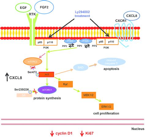 Model Ccscs Possess An Activated Pi3k Akt Mtor Pathway Continuous