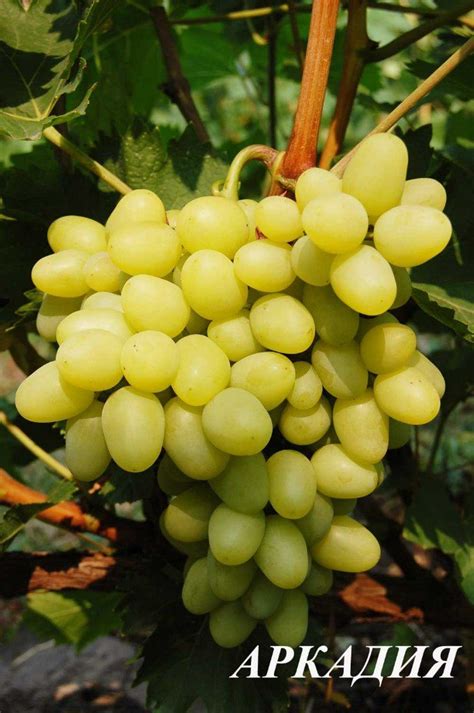 Сорт винограда Аркадия — описание, фото, отзывы.