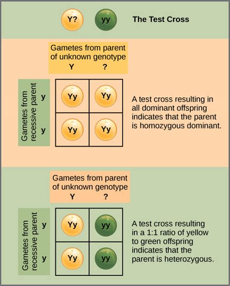 Complex Inheritance Patterns Boundless Anatomy And Physiology