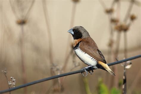 Chestnut Breasted Munia — Hawkesbury Finch Club