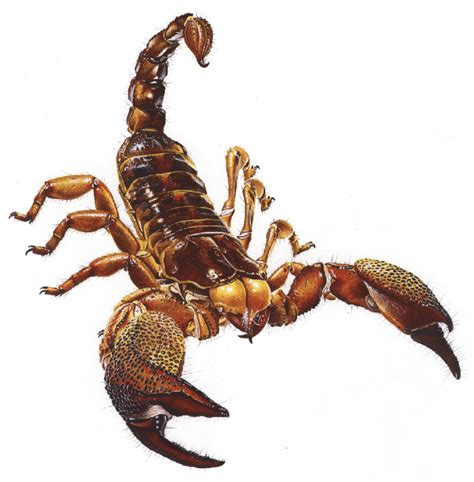 General Anatomy Of A Scorpion Habitus Of Pandinus Imperator C L Download Scientific Diagram