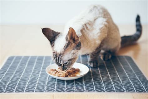 18 Best Wet Cat Food Formulas of 2021 | Great Pet Care