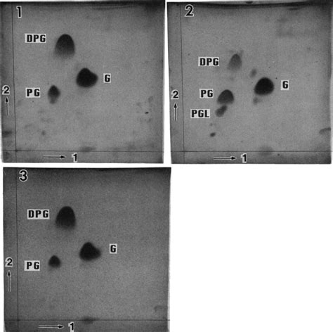 Two Dimensional Thin Layer Chromatograms Of Olar Lipids From A