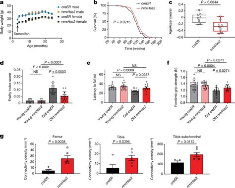 Increased Hyaluronan By Naked Mole Rat Has Improves Healthspan In Mice
