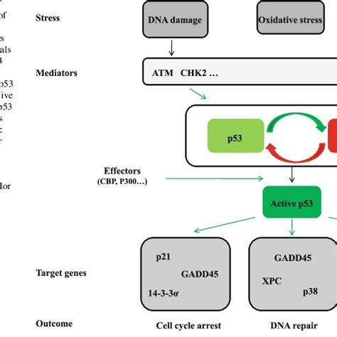 Simplified Scheme Of P53 Network Several Types Of Stress Responses