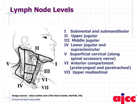 Cervical Lymph Node Staging