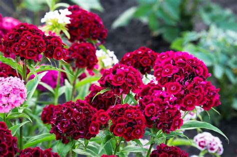 Dianthus Flowers: Delving into Their Rich Symbolism and Significance ...