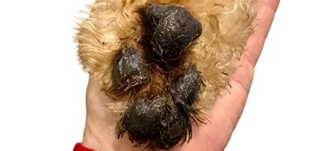 5 Magic Tricks To Rescue Your Furry Friend From Sticky Situations