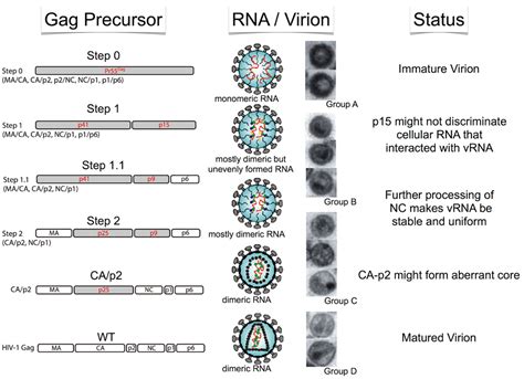 Frontiers Morphogenesis Of The Infectious Hiv 1 Virion