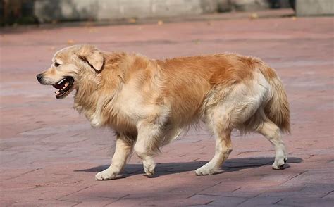 Cachorro Mancando Sem Dor O Que Fazer