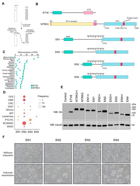 impact  etv ntrk oncogenic gene fusions  molecular