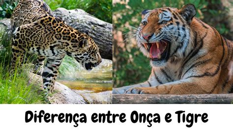 Onça E Tigre Diferença - Diferença entre tigre e onça