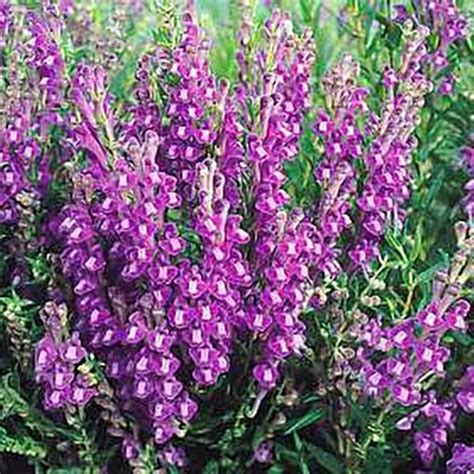 Scutellaria Baicalensis Oriental Blue Perennial Seeds