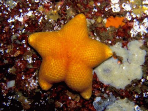 Sea Star GIF - Sea Star - Discover & Share GIFs