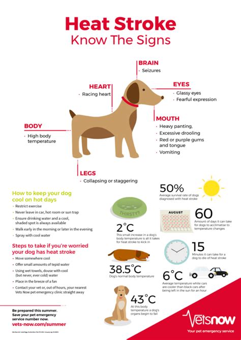 How To Keep Your Dog And Other Pets Cool Louth Spca