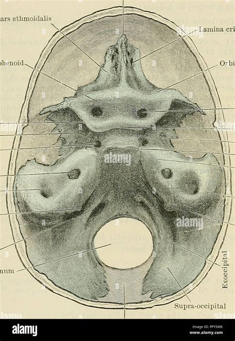Inferior Orbital Fissure Contents Orbital Anatomy For The Surgeon