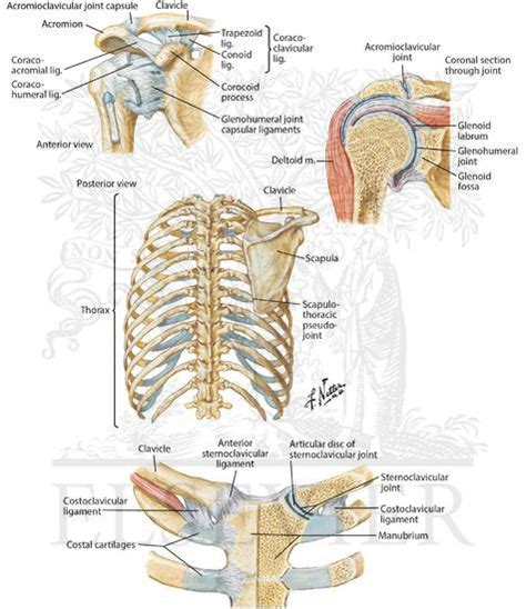 Joints Of The Shoulder Girdle Sternoclavicular Acromioclavicular And