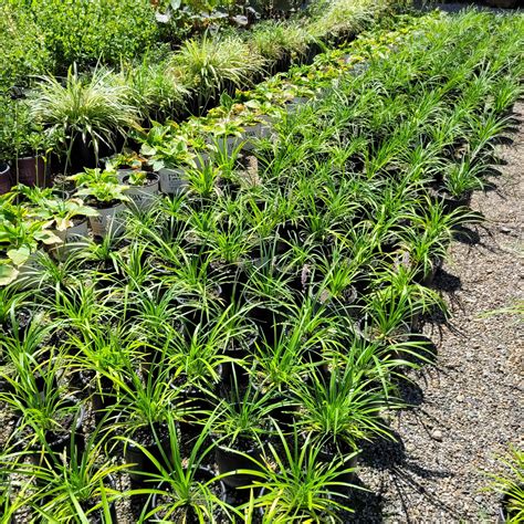 Liriope muscari 'Big Blue' - Lilyturf - Mid Valley Trees