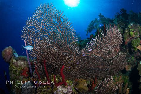 Sea Fan Gorgonian Grand Cayman Island Cayman Islands 32036