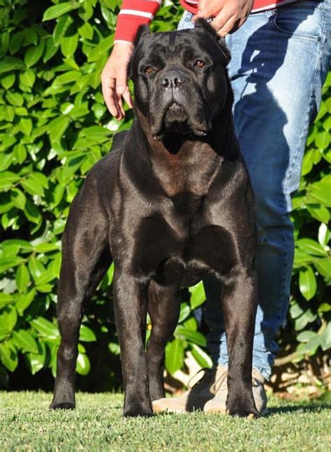 Cane Corso Cane Corso Dog Cane Corso Corso Dog