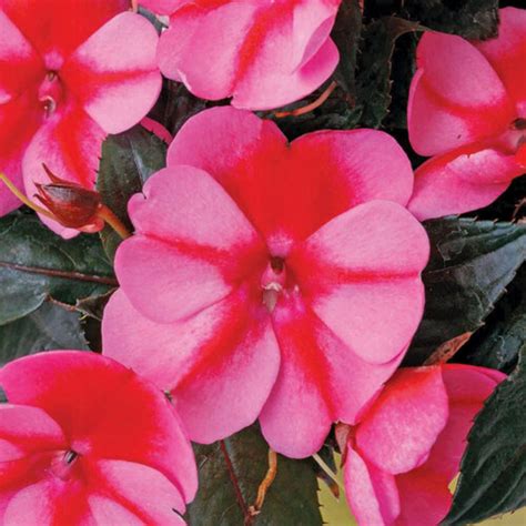 Impatiens SUNPATIENS® Compact Red Candy – Jardineries Botanix