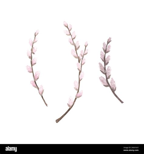 Set Pink Pussy Willow Branch Watercolor Isolated On White Background Hand Drawn Easter