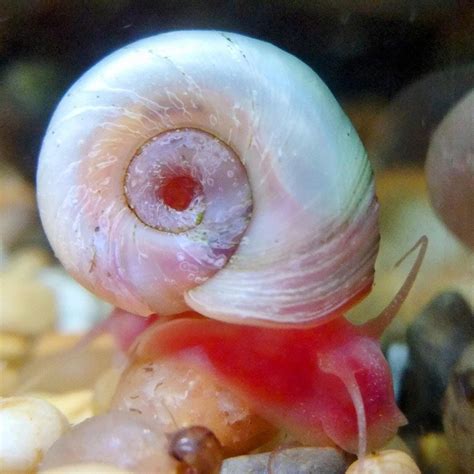 Pink Ramshorn Snail Planorbella 0 5 1cm