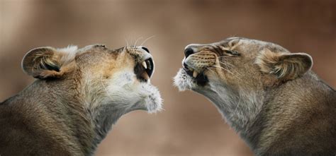 Wallpaper Anger Lion Wildlife Couple Teeth Big Cats Zoo