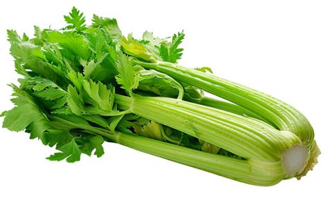 celery stalk images browse  stock  vectors  video