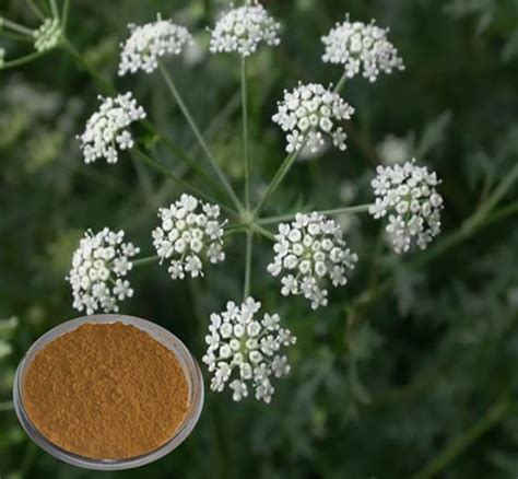 duoc lieu phong phong  dac diem cong dung nhu  nao