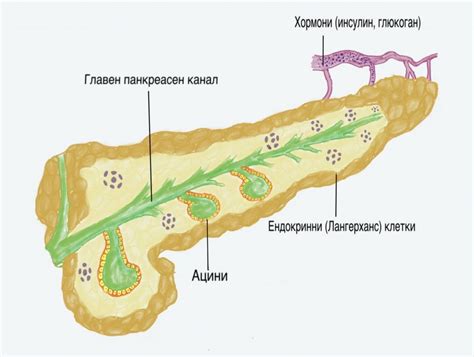 Диабет | всичко за боледуването от диабет | Ботаник | Botanic