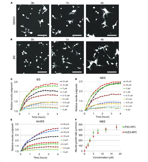 | Effect of blebbistatin and blebbistatin derivatives on the neurite ...