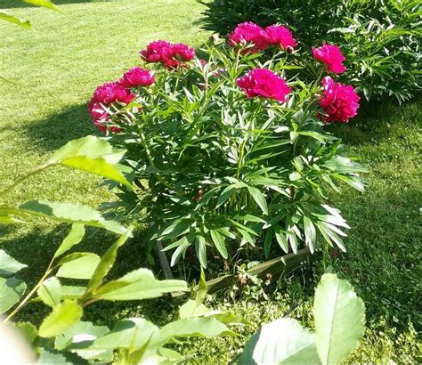 Самый ранний красный пион! Красавчик! | Plants, Garden