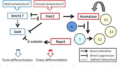 Figure 1 From Molecular Mechanisms Of Temperature Dependent Sex