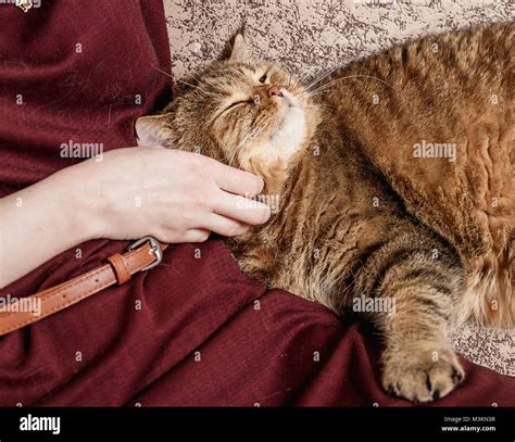 Woman Caress Tabby Cat Hand Of Woman Caress Beautiful Half Sleepy