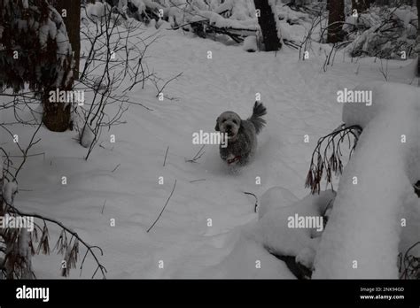 Dog running in snow Stock Photo - Alamy